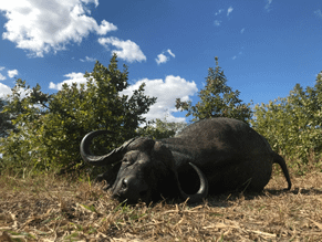 Zimbabwe buffalo / Simbabwe Büffel
