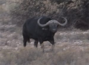 Southafrica Buffalo/ Suedafrika Bueffel