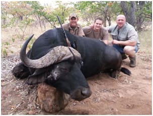 Zimbabwe buffalo / Simbabwe Bueffel