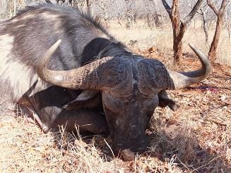 Southafrica Buffalo/ Suedafrika Bueffel