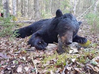 Canada black bear / Kanada Schwarzbär