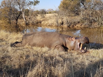 Southafrica Hippo / Suedafrika Hippo