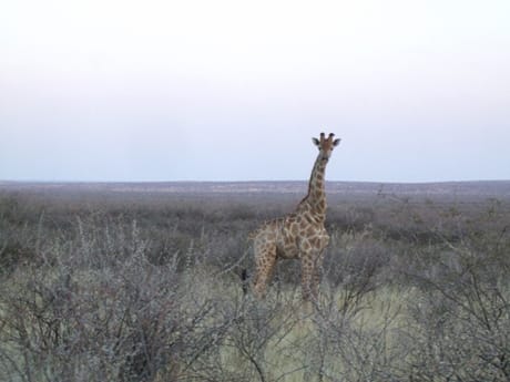 Namibia Giraffe