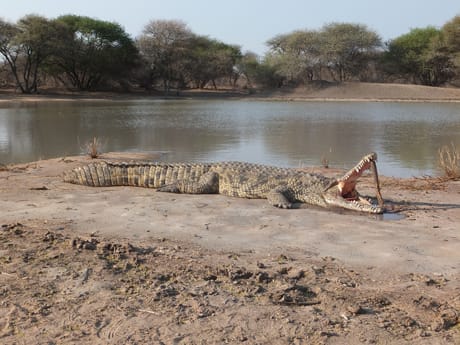 Southafrica crocodil/ Suedafrika Krokodil