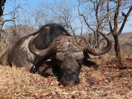 Southafrica Buffalo / Suedafrika Bueffel