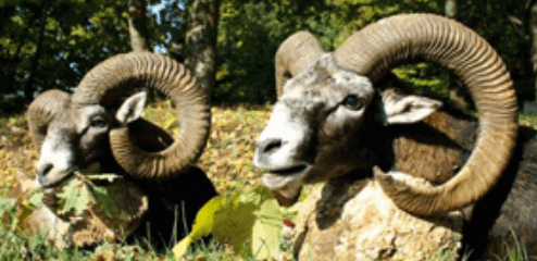 France Mouflon / Frankreich Mufflon