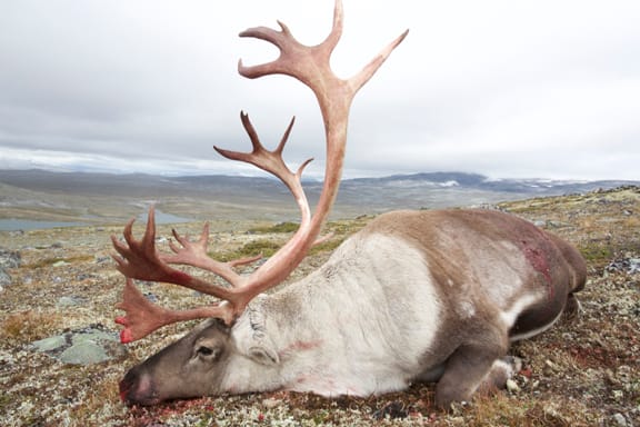 Iceland Reindeer / Rentier