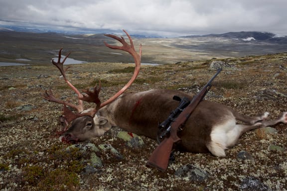 Iceland Reindeer / Rentier