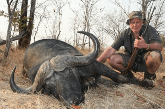Zimbabwe Buffalo / Simbabwe Bueffel