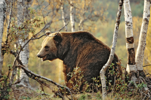 Croatia Bear / Kroatien Baer