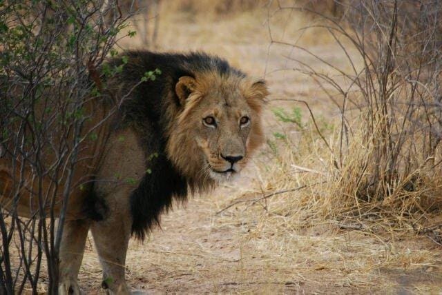 Southafrica Lion/ Suedafrika Loewe