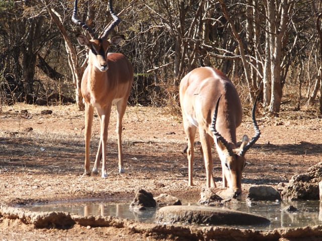 Southafrica Impala/ Suedafrika Impala