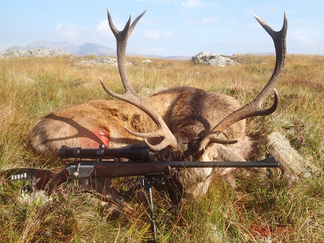 Scotland red stag / Schottland Rothirsch