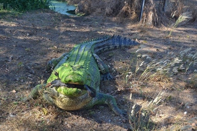 Australia crocodil/ Australien Krokodil