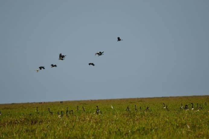 Australia geese/ Australien Gaense